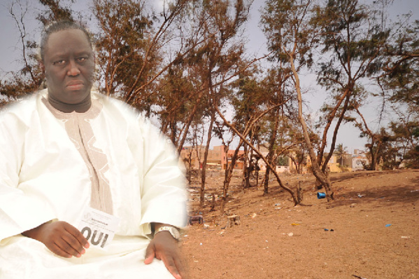 LITTORAL DE GUEDIAWAYE - Les rapaces du foncier attaquent la bande des filaos LITTORAL DE GUEDIAWAYE - Les rapaces du foncier attaquent la bande des filaos