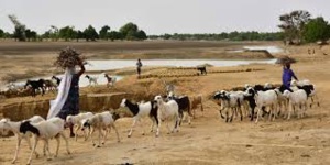 Niger: 18 morts dans des affrontements entre éleveurs et agriculteurs dans l'Ouest Niger: 18 morts dans des affrontements entre éleveurs et agriculteurs dans l'Ouest