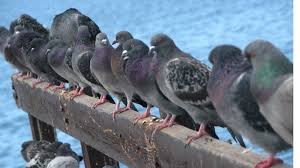 Chez les pigeons, les leaders incompétents sont rapidement rétrogradés