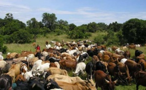 VOL DE BETAIL : La loi pourrait être durcie, selon Macky Sall VOL DE BETAIL : La loi pourrait être durcie, selon Macky Sall