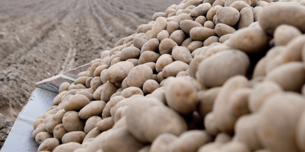 Découverte d'un champ de patates datant de 3800 ans Découverte d'un champ de patates datant de 3800 ans
