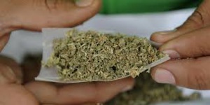 L’Allemagne autorise l'usage thérapeutique du cannabis L’Allemagne autorise l'usage thérapeutique du cannabis