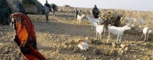 Afrique de l’Est: la sécheresse fait grimper les prix des produits alimentaires