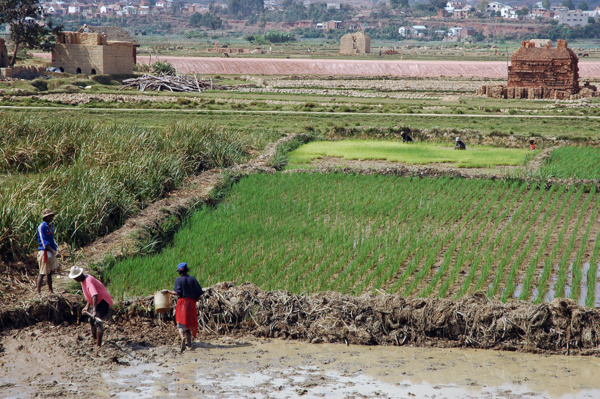 Politiques et tensions foncières : L’Afrique alerte contre ses propres risques Politiques et tensions foncières : L’Afrique alerte contre ses propres risques