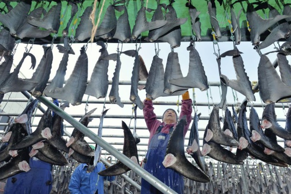 Patrouille conjointe Greenpeace–Guinée : Des ailerons de requins trouvés et saisis à bord de navires de pêche étrangers Patrouille conjointe Greenpeace–Guinée : Des ailerons de requins trouvés et saisis à bord de navires de pêche étrangers