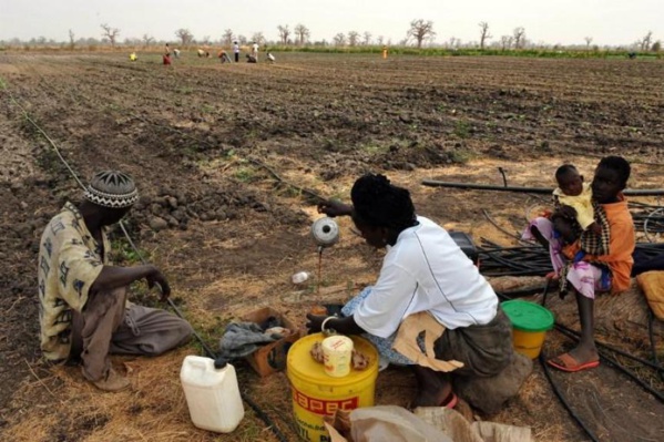 Risque de famine dans le monde rural: Le gouvernement va finalement à Canossa ! Risque de famine dans le monde rural: Le gouvernement va finalement à Canossa !