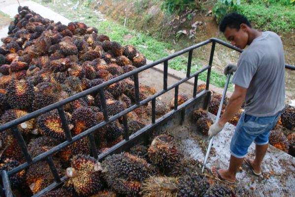 Huile de palme: La Malaisie menace la France de représailles Huile de palme: La Malaisie menace la France de représailles