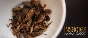 Suisse : des denrées à base d'insectes de "quatrième génération" dans les supermarchés