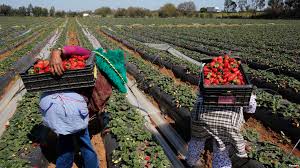 L'ONU plaide pour l'investissement agricole pour lutter contre la faim