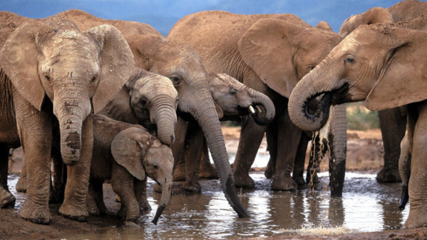 Neuf éléphants en cavale meurent électrocutés au Botswana Neuf éléphants en cavale meurent électrocutés au Botswana