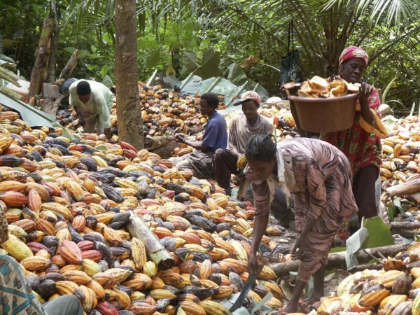 Cacao: hausse de 28% de la production en Côte d'Ivoire en 2016 Cacao: hausse de 28% de la production en Côte d'Ivoire en 2016