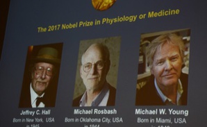 Le Nobel de médecine à trois Américains spécialistes de l'horloge biologique