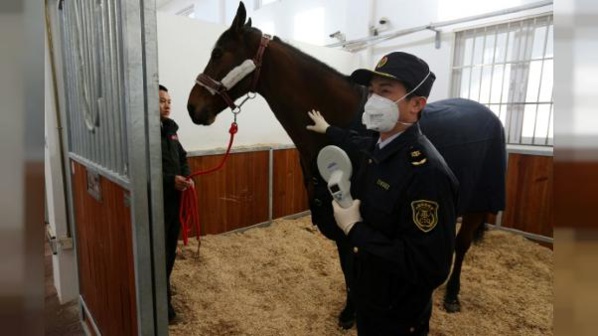 Chine: 30 jours de quarantaine pour le cheval offert par Macron Chine: 30 jours de quarantaine pour le cheval offert par Macron