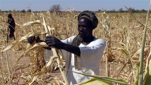 Insécurité alimentaire : 224 millions d’Africains encore sous-alimentés, s'inquiète l'ONU