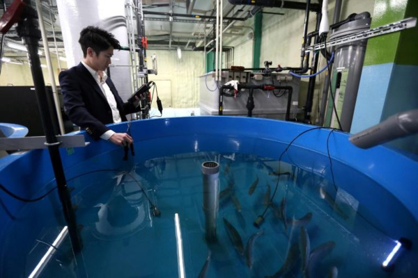 Japon: du saumon élevé sur la terre ferme
