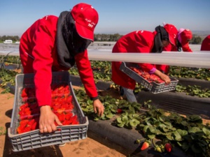 Campagne agricole "favorable" au Maroc, un vecteur de croissance