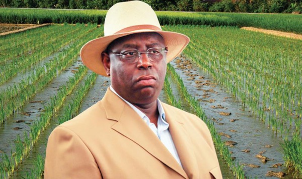 Autosuffisance en riz ratée en 2017 : Les raisons d’un échec prévisible malgré de gros moyens Autosuffisance en riz ratée en 2017 : Les raisons d’un échec prévisible malgré de gros moyens