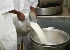 Les laits en poudre ré-engraissés plombent la compétitivité du lait local, selon un chercheur