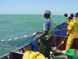 Accord avec la Mauritanie: 50 mille tonnes de poissons promis aux pêcheurs sénégalais Accord avec la Mauritanie: 50 mille tonnes de poissons promis aux pêcheurs sénégalais