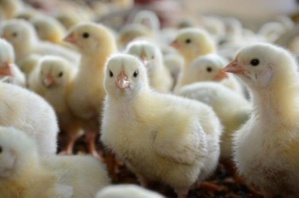 Le Sénégal n’est pas un territoire International, non! Il est NOTRE PAYS! Le Sénégal n’est pas un territoire International, non! Il est NOTRE PAYS!