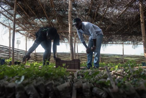 Jeunes, dynamiques, riches et ambitieux, les nouveaux "gentlemen farmers" du Nigeria