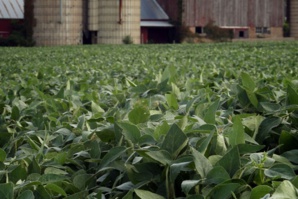 Trump indemnise les agriculteurs victimes de sa guerre commerciale Trump indemnise les agriculteurs victimes de sa guerre commerciale