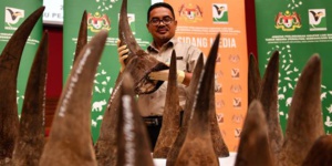 Malaisie : saisie record de cornes de rhinocéros Malaisie : saisie record de cornes de rhinocéros
