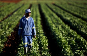 Un agriculteur sud-africain dans ses champs (photo France Culture) Un agriculteur sud-africain dans ses champs (photo France Culture)