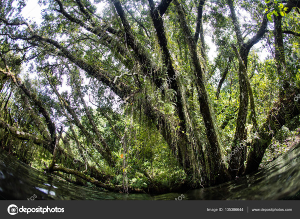 Paradis perdu : Comment la Chine peut aider les Îles Salomon à protéger ses forêts