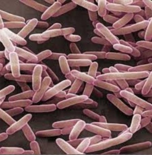 Tuberculose multirésistante: un nouveau traitement bouleverse la donne (étude) Tuberculose multirésistante: un nouveau traitement bouleverse la donne (étude)