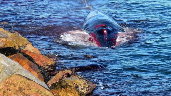 Le Japon va reprendre la chasse commerciale des baleines Le Japon va reprendre la chasse commerciale des baleines