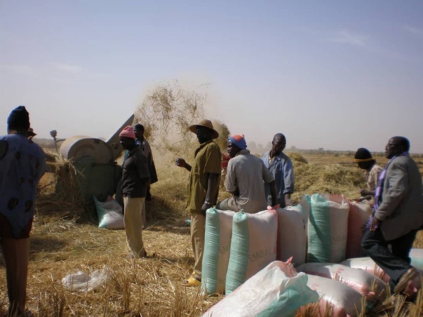 Des paysans maliens menacés de perdre leurs terres