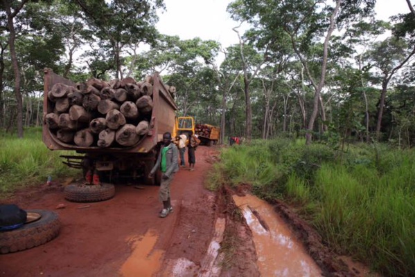 Dix entreprises européennes liées au trafic de bois provenant de la RDC Dix entreprises européennes liées au trafic de bois provenant de la RDC