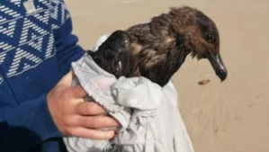 Grande America: premiers oiseaux couverts de mazout