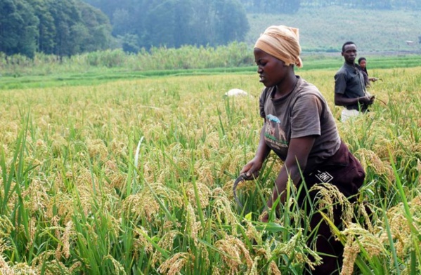 Au Rwanda, un "miracle" économique terni par l’insécurité alimentaire