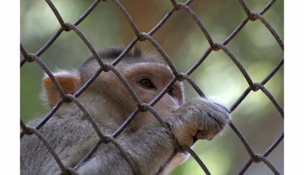 En Chine, un gène du cerveau humain implanté sur des singes