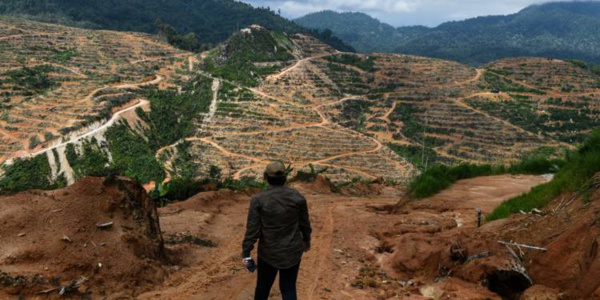 Un million d’espèces sont menacées d'extinction, alerte un groupe d'experts