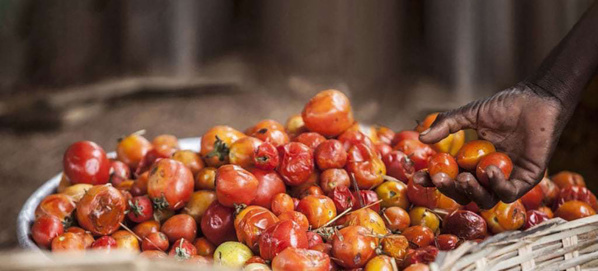 L’ONU appelle à protéger les écosystèmes de la planète, plus menacés que jamais L’ONU appelle à protéger les écosystèmes de la planète, plus menacés que jamais