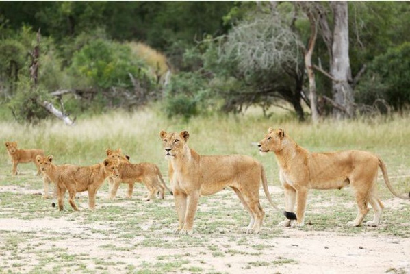 Afrique du Sud: Quatorze lions se sont échappés du parc Kruger
