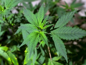 Le gouvernement exclut toute légalisation du cannabis récréatif