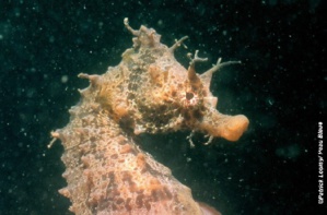 Les autorités chinoises saisissent 1,2 t d'hippocampes séchés en contrebande