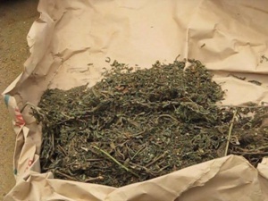 Les douaniers saisissent près de 400 kilogrammes de chanvre indien, dimanche et lundi