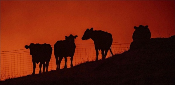 Incendies en Californie : 50 000 personnes sommées de quitter «une zone de guerre»