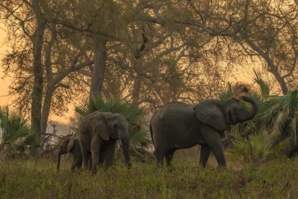 Mozambique : Seize ans de prison pour dix braconniers Mozambique : Seize ans de prison pour dix braconniers
