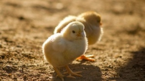 Les poussins ne pourront plus être broyés vivants, ni les porcelets castrés à vif Les poussins ne pourront plus être broyés vivants, ni les porcelets castrés à vif