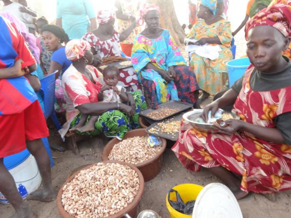 Noix de cajou : 38 milliards FCFA de SFL pour renforcer la chaîne de valeur au Sénégal, en Gambie et en Guinée-Bissau (communiqué) Noix de cajou : 38 milliards FCFA de SFL pour renforcer la chaîne de valeur au Sénégal, en Gambie et en Guinée-Bissau (communiqué)