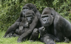 OUGANDA: la foudre tue quatre gorilles