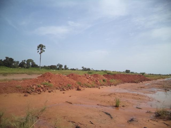 Autosuffisance alimentaire : quand la construction de digues anti-sel relance les productions vivrières à Fatick et environs Autosuffisance alimentaire : quand la construction de digues anti-sel relance les productions vivrières à Fatick et environs