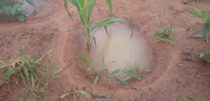 Face à la désertification, faire revivre les terres perdues du Burkina Faso