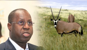 Affaire des gazelles oryx : la réponse du ministre de l’Environnement et du Développement durable